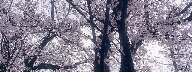 天野 優海(うみ)  (低浮ちゃん)さんの壁紙画像