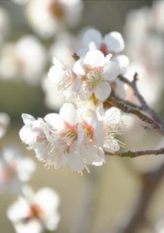 セクハラ梅ちゃんっ！！