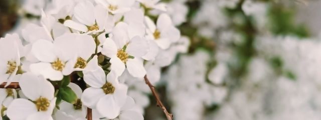 そぼろさん。さんの壁紙画像