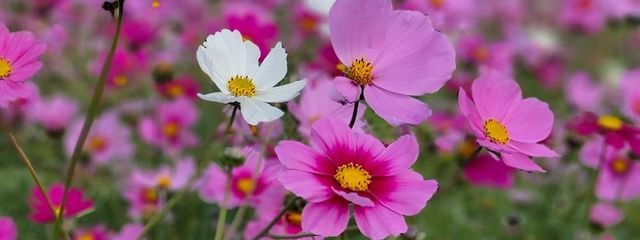 楓さんの壁紙画像