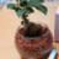 詢麻さんのアイコン画像