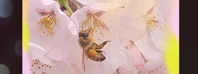 ayakiさんの壁紙画像