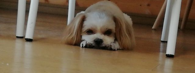 気づかれないバグさんの壁紙画像