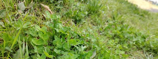 相見恋(あいみ　れん)@日本投稿さんの壁紙画像