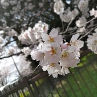 相見恋(あいみ　れん)@日本投稿さんのアイコン画像