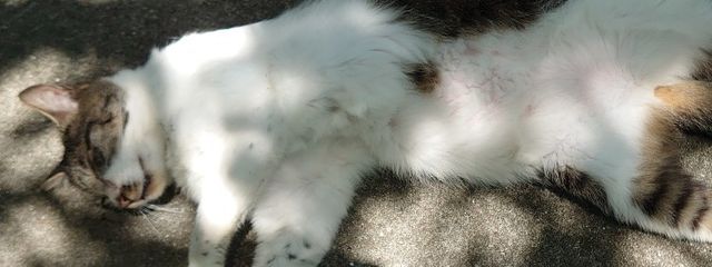 とりまるさんの壁紙画像