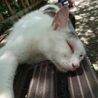 とりまるさんのアイコン画像