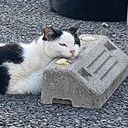 夢主ちゃんだお(LINE)