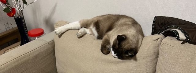 緋奈「💛💚🩷🧡❤️💙」さんの壁紙画像