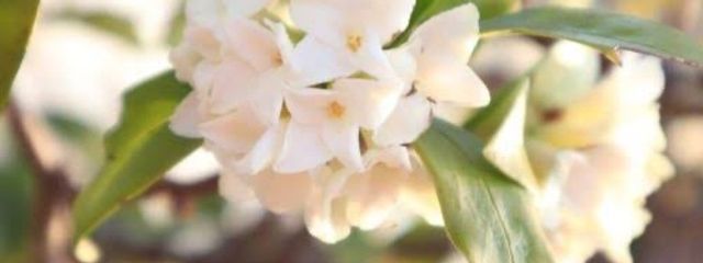 Ava。さんの壁紙画像