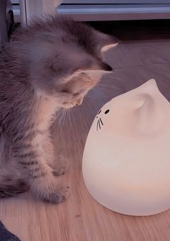 最年長が愛されるってなんなの❓