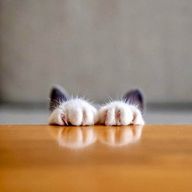 🆁🆈🅾🆃🅰さんのアイコン画像