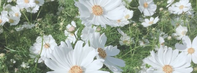 Raitoさんの壁紙画像