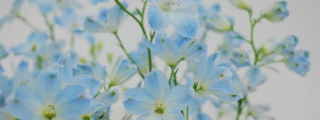 陰彗 さよさんの壁紙画像
