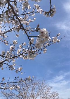黒の桜との契約結婚
