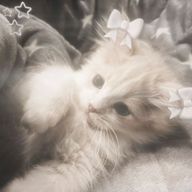 ねるさんのアイコン画像