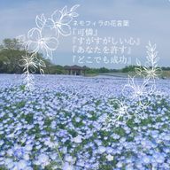 ネモさんのアイコン画像