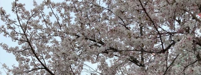 みーみかん🍊さんの壁紙画像