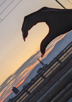 女体化専用小説