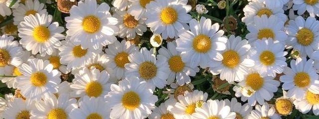 りささんの壁紙画像