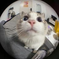 ひよ🐥さんのアイコン画像