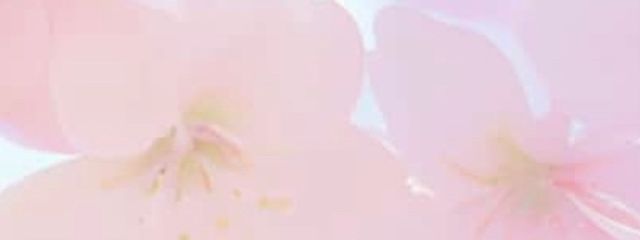 sweet melty(公式アカウント)さんの壁紙画像