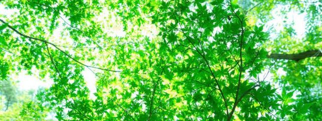 purimuさんの壁紙画像