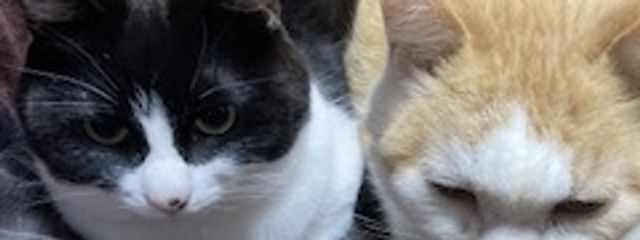 きし🐈さんの壁紙画像