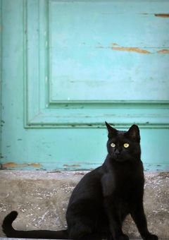 猫と猫アレルギーの俺。