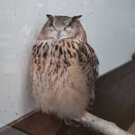 Singさんのアイコン画像