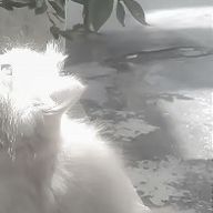 𝓈𝒽𝒾𝓏𝓊𝓀𝓊.⸝⋆さんのアイコン画像