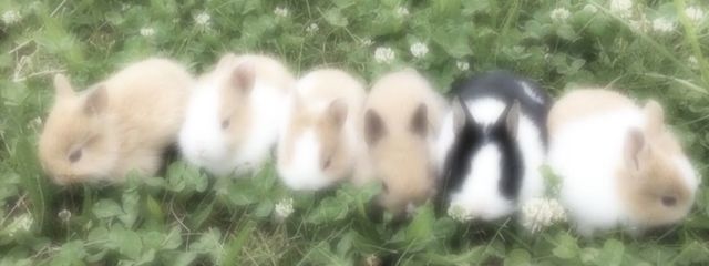 しゅあ‎ @しばらく無浮上さんの壁紙画像