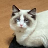 ゆテﾏさんのアイコン画像