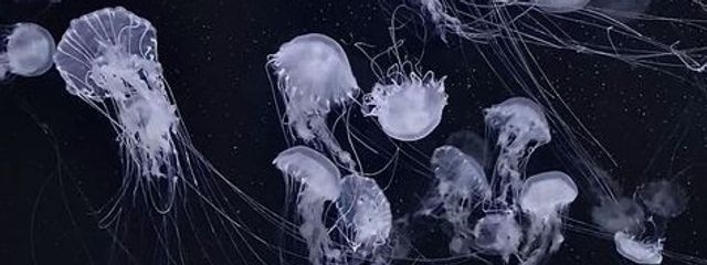 　さんの壁紙画像