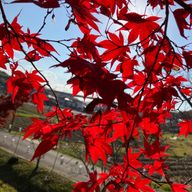 りんね🎻💌🪐さんのアイコン画像