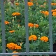 Kanaria✧⁠◝⁠(⁠⁰⁠▿⁠⁰⁠)⁠◜⁠✧さんのアイコン画像