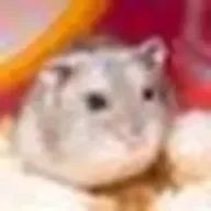 vngeさんのアイコン画像