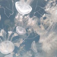 う ゐ ろ うさんのアイコン画像