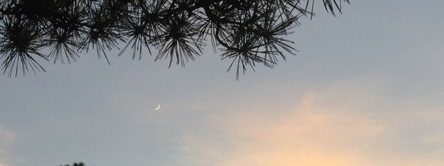 Sumireさんの壁紙画像