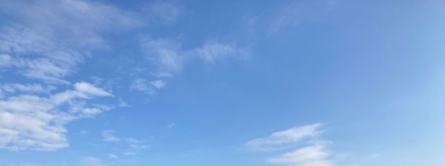 ナマケモノさんの壁紙画像