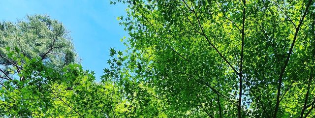 葉桜 桜花さんの壁紙画像