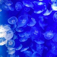 みね🍀✨ @新規お断りさんのアイコン画像