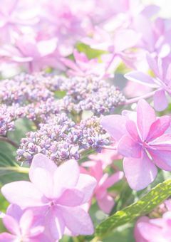 　𝙺𝚒𝚍 ♔ 声の欠片 .　