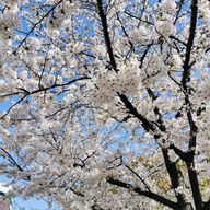 iかさんのアイコン画像