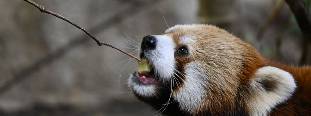 りりあ🪶🌻さんの壁紙画像