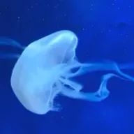 ⸜( ᐛ )⸝さんのアイコン画像
