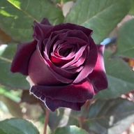 wrwrdLoveさんのアイコン画像