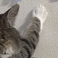やまい 。さんのアイコン画像