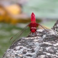 ふみさんのアイコン画像