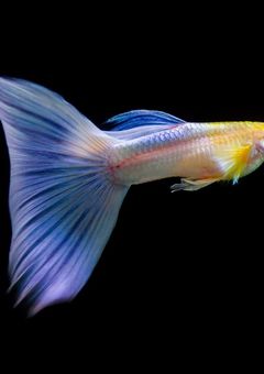 病みだったり(実写有り)